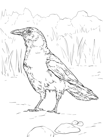 Realistic American Crow Coloring Page